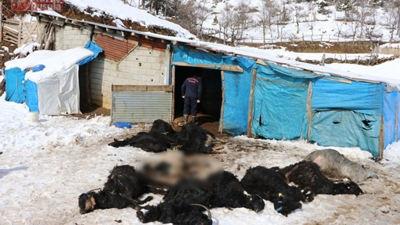 Kahramanmaraş'ta Ahır Yangını 245 Keçi ve Yavrusu Telef Oldu