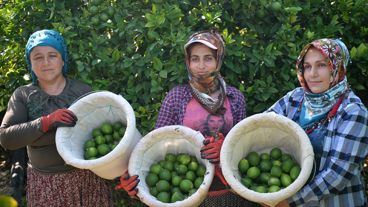 Limon hasadında yük kadınlarda