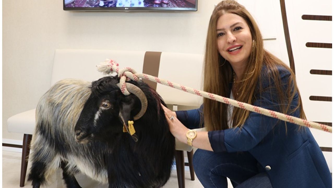 Kahramanmaraşlı Murat Kırmızı, Avukatlık Ücretini "keçiyle" Ödedi