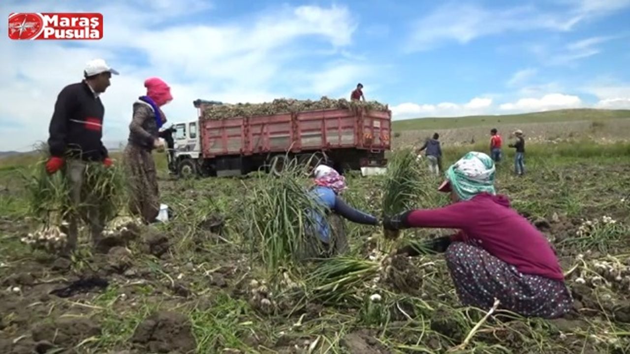 Kahramanmaraş’ta Sıcakta Çalışan Tarım İşçilerinin Ekmek Mücadelesi