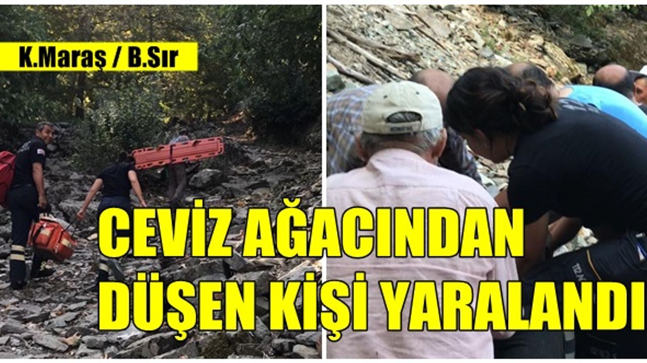Kahramanmaraş’ta ceviz ağacından düşen kişi yaralandı