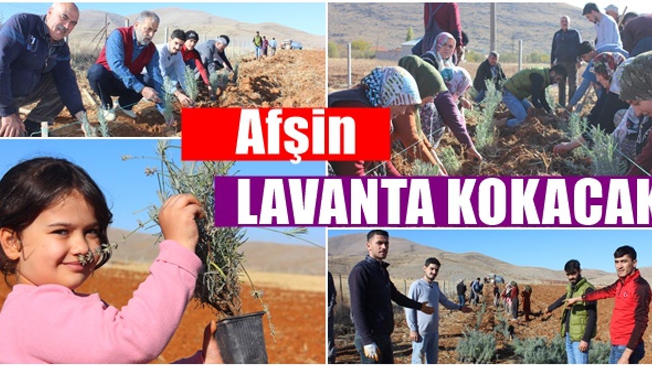 Afşin, Genç Girişimciler Sayesinde Lavanta kokacak!