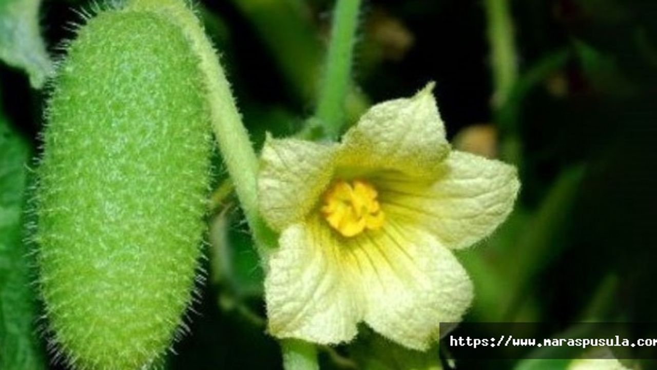 Bu bitkinin 2 gramı bile öldürüyor! Faydalı deyip burnunuza sıkmayın