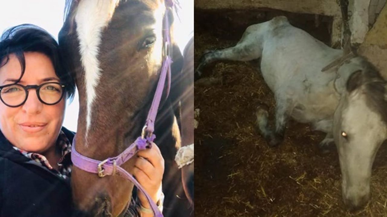 Veteriner Hekim Ayşe Yetiş, Yanlış Beslenme Ve Hareketsizlik Atları Öldürür