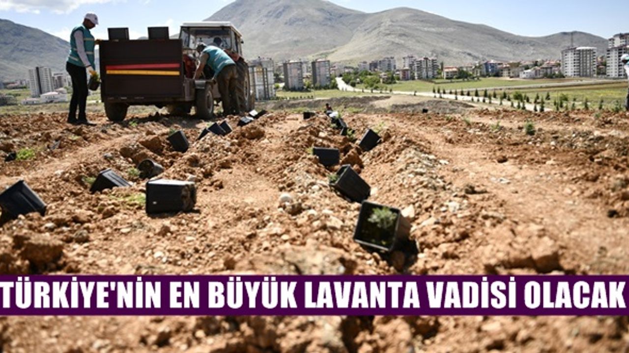 Türkiye’nin en büyük lavanta vadisine ev sahipliğini Elbistan yapacak!
