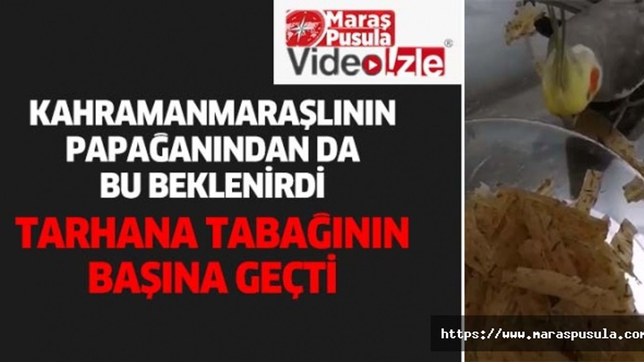Kahramanmaraş’ta Tarhana yiyen papağan ilgi odağı oldu