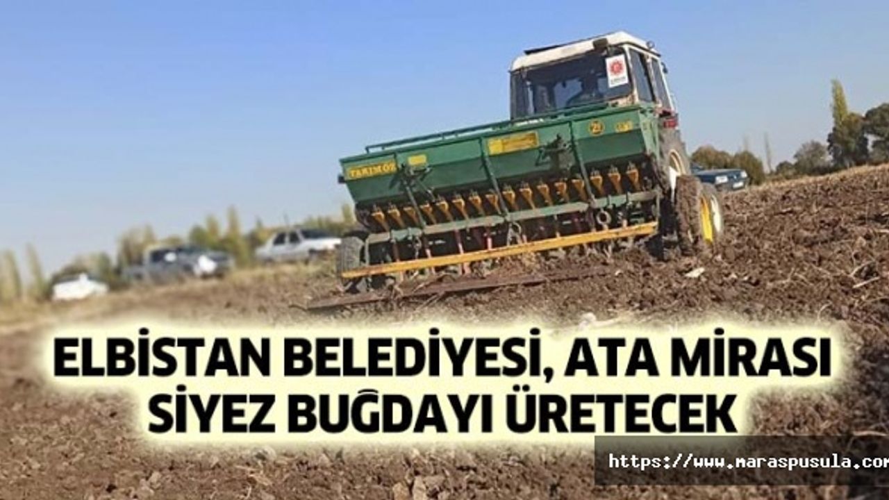 Elbistan belediyesi, ata mirası siyez buğdayı üretecek