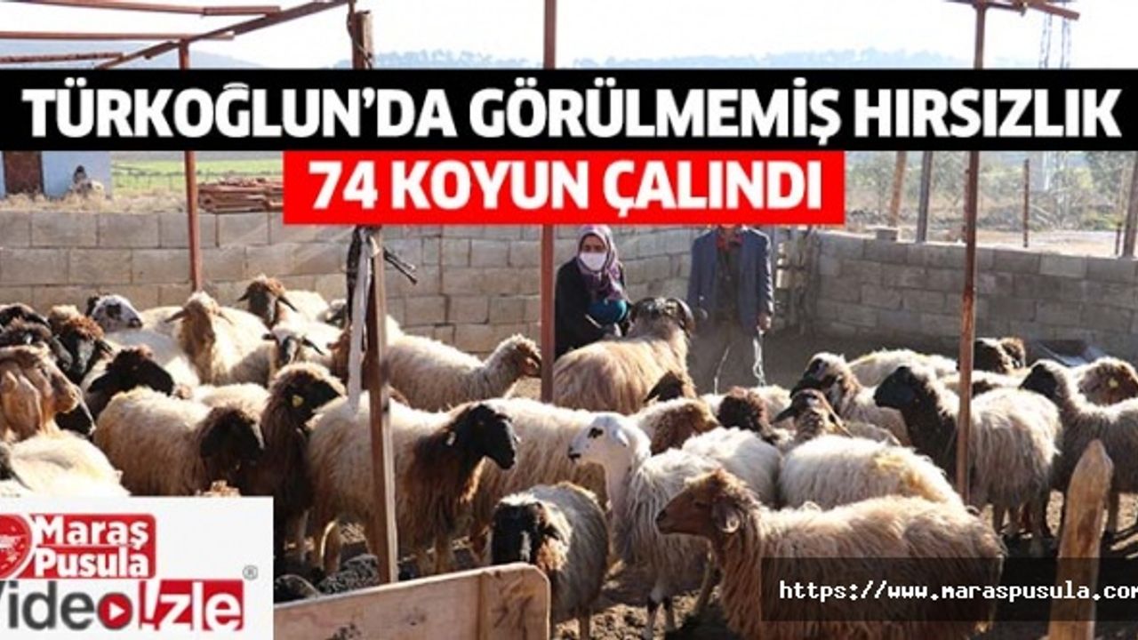 Türkoğlun’da görülmemiş hırsızlık, 74 koyun çalındı