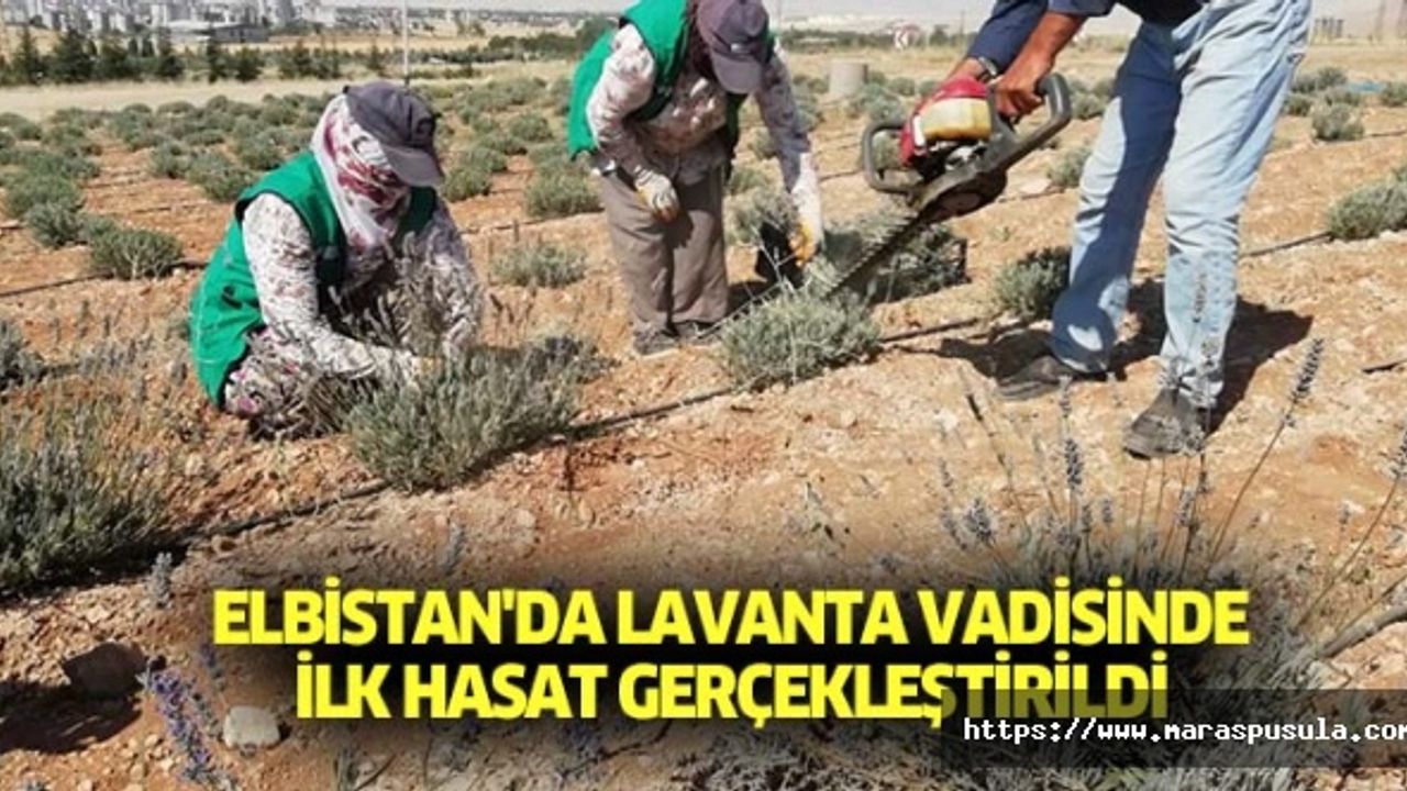 Elbistan'da Lavanta Vadisinde İlk Hasat Gerçekleştirildi
