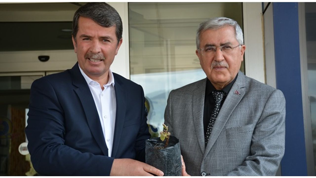 KSÜ ve Türkoğlu Belediyesi işbirliğiyle Labrusca üzüm yetiştiriciliği çalışmalarına başlandı