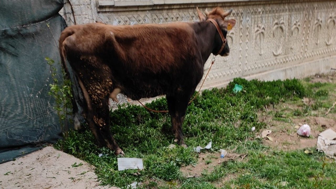 Kahramanmaraş'ta çalınan inek bulundu!