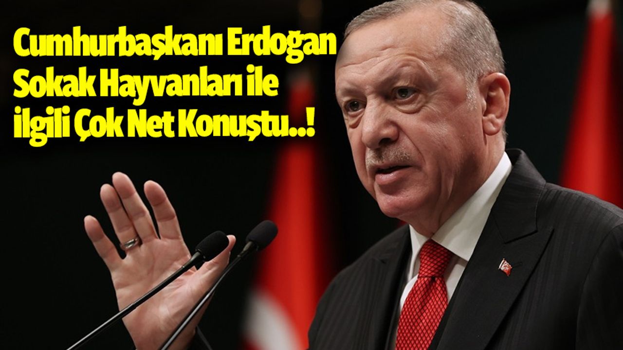 Cumhurbaşkanı Erdoğan Sokak Hayvanları ile İlgili Çok Net Konuştu..!