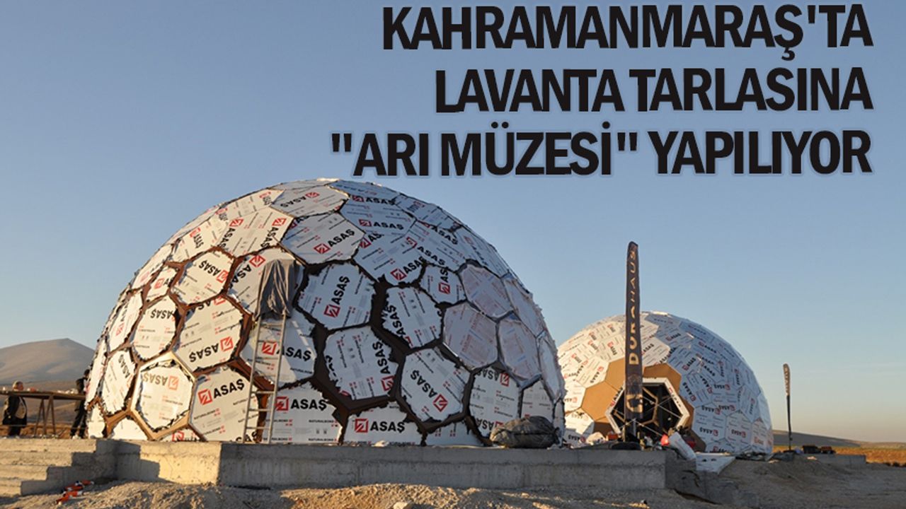 Kahramanmaraş'ta lavanta tarlasına "Arı Müzesi" yapılıyor