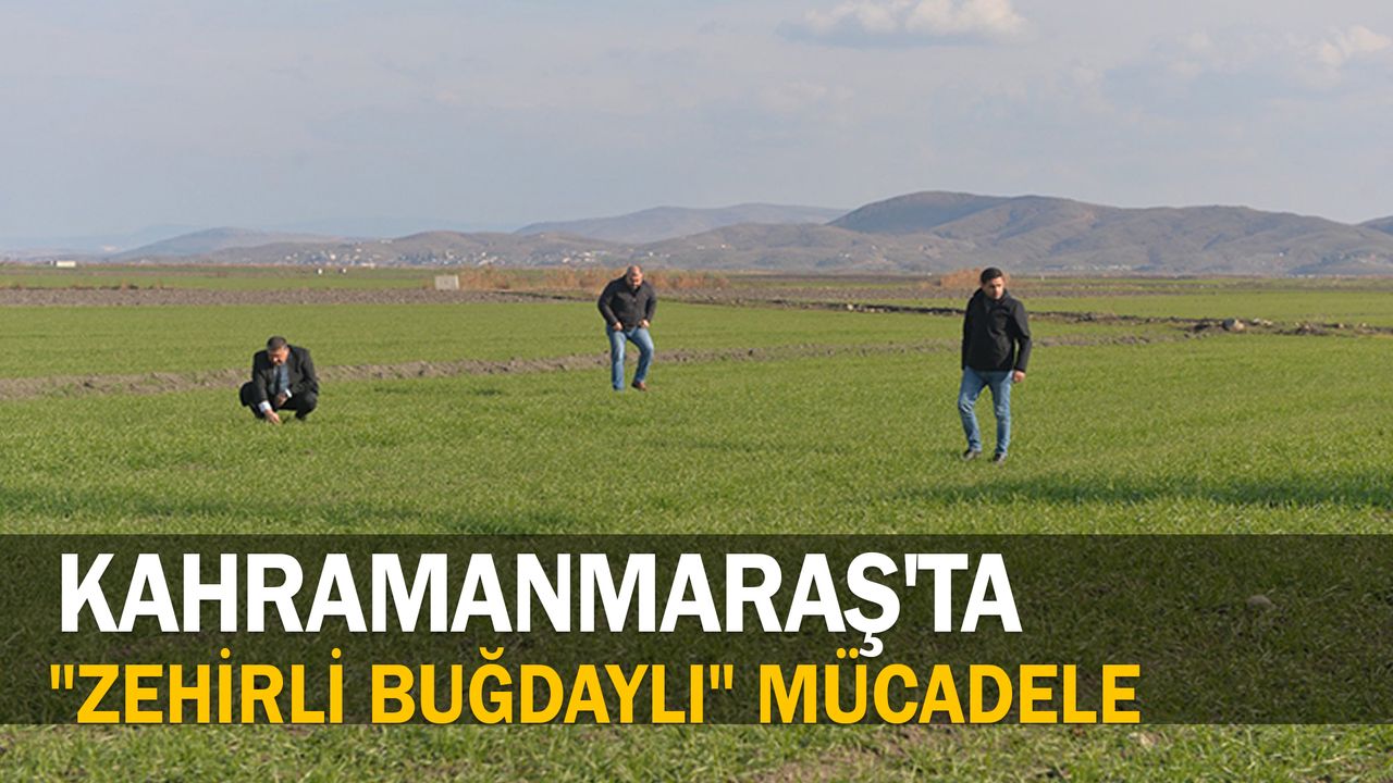 Kahramanmaraş'ta tarım alanlarını istila eden farelerle "zehirli buğdaylı" mücadele