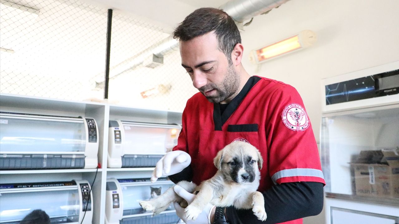 Depremde göçük altında kalan hayvanları gönüllü veterinerler tedavi ediyor