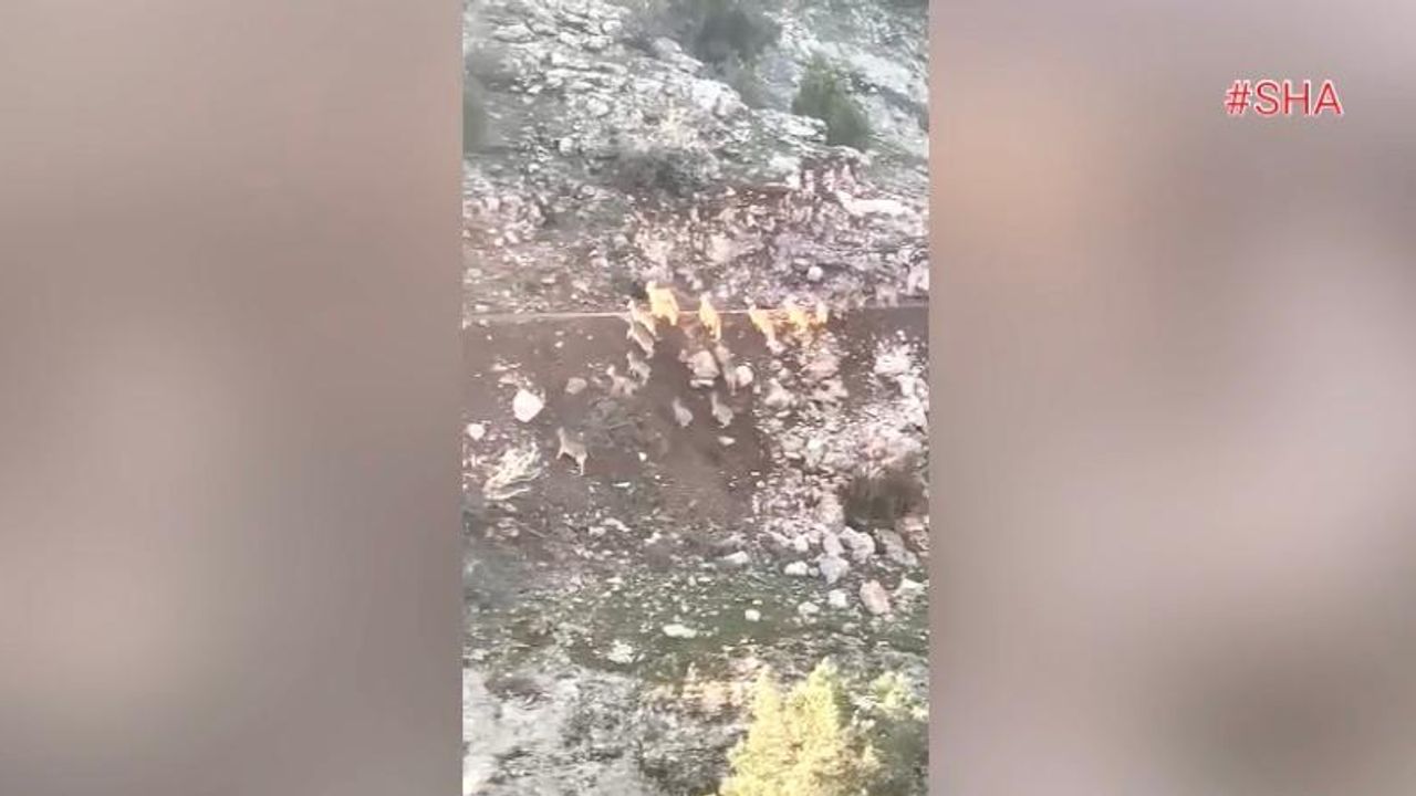 Kahramanmaraş’ta deprem anında dağ keçilerinin kaçışı kamerada!