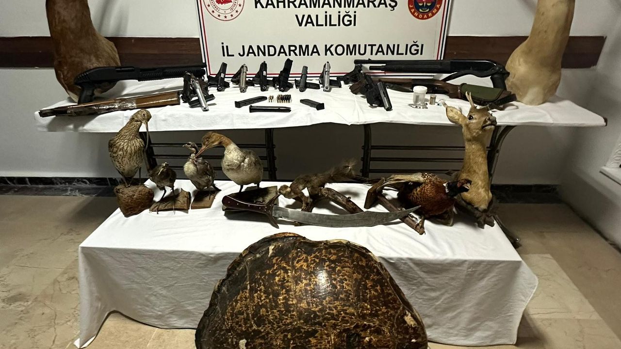 Kahramanmaraş'ta kaçakçılık operasyonunda silah ve hayvan tahnitleri ele geçirildi