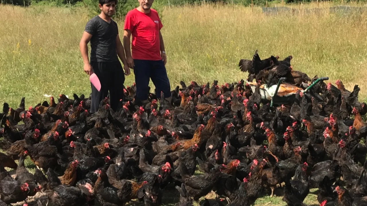Üreticiye yüzde 50 hibeli yumurta tavuğu desteği