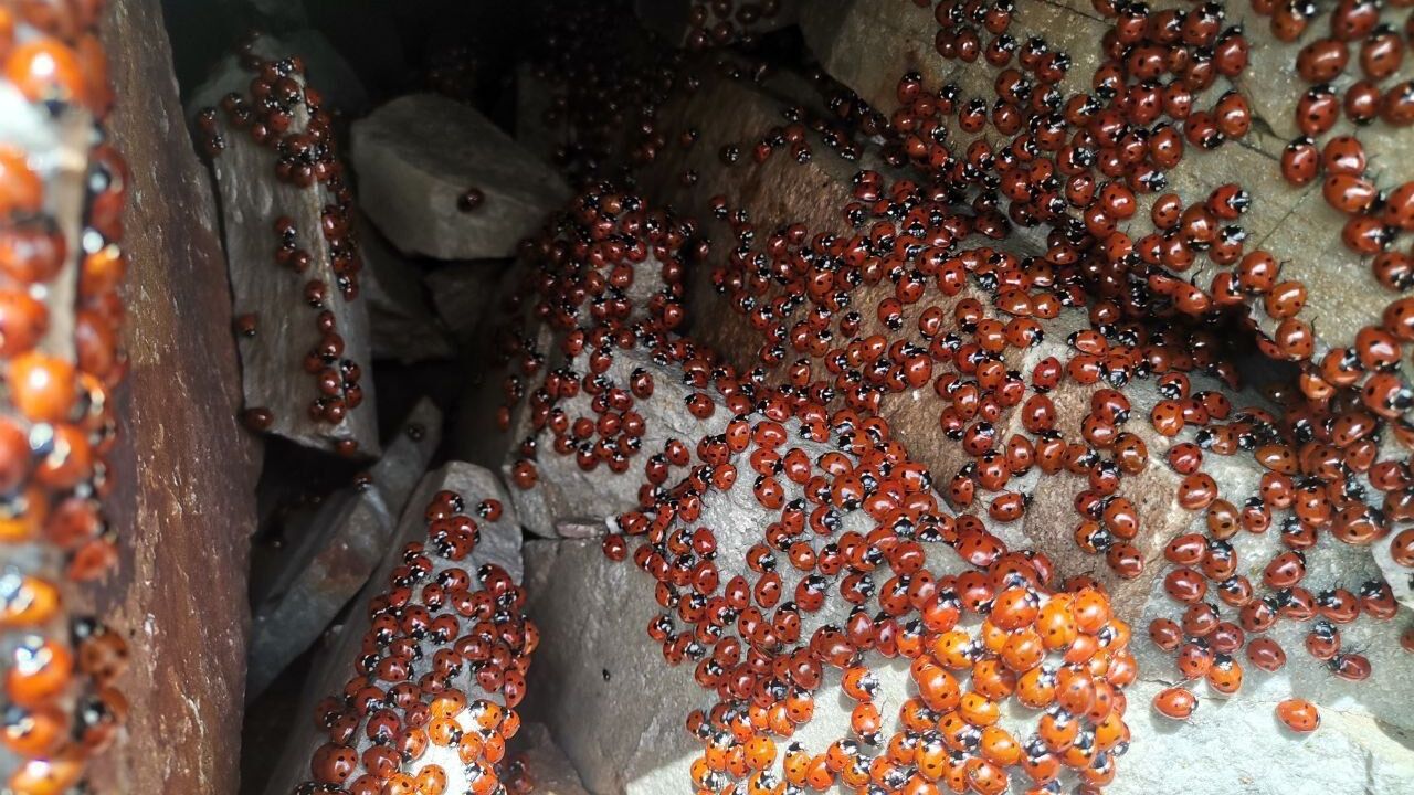 Kahramanmaraş Uludaz Tepesi’nde görsel şölen; milyonlarca uğ