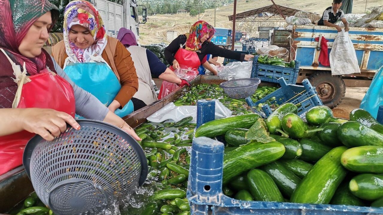 Kahramanmaraş’ta salatalık hasadı heyecanı: 35 bin ton rekol