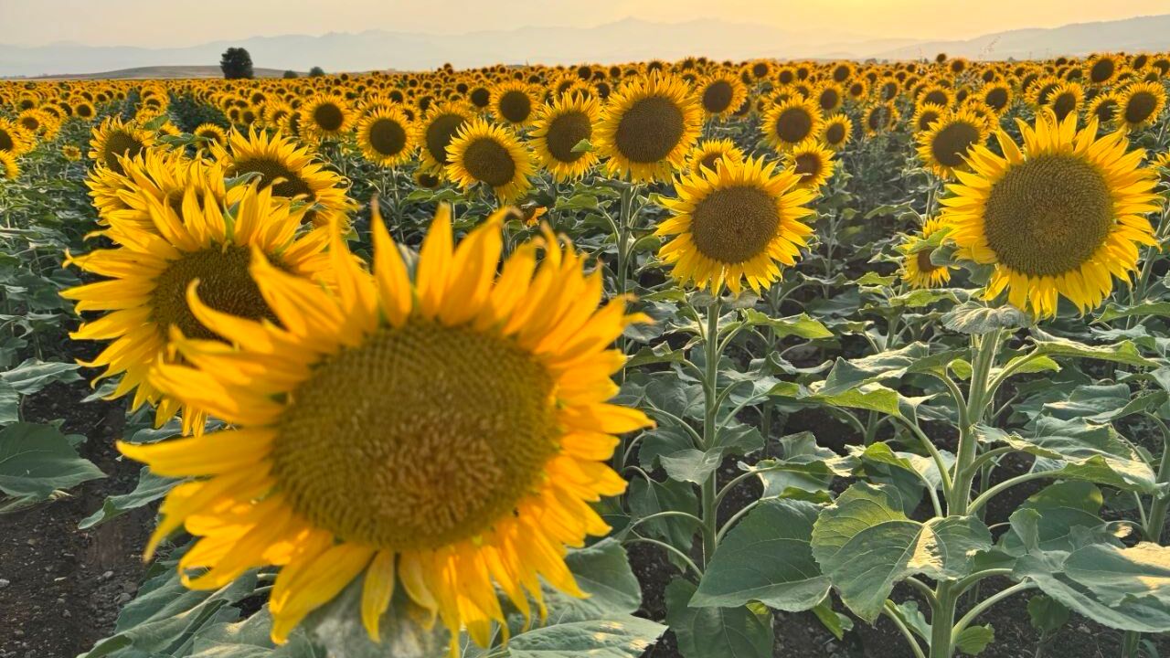 Kahramanmaraş’ta ayçiçek tarlaları görsel şölen sunuyor