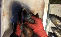 Balığın Solungacında Uyuşturucu Kaçakçılığı