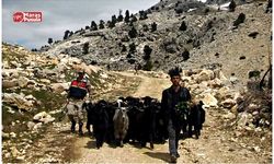 Kahramanmaraş'ta ahırdan kaçan keçiler, Jandarma ekiplerince bulundu!