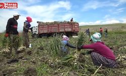 Kahramanmaraş’ta Sıcakta Çalışan Tarım İşçilerinin Ekmek Mücadelesi