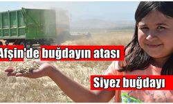Afşin'de buğdayın atası olarak bilinen siyez buğdayında hasat sevinci