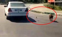 Köpeğini otomobilin arkasına bağlayarak götüren kişiye ceza!