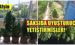 Afşin’de uyuşturucu operasyonu.. Saksıda yetiştirmişler!