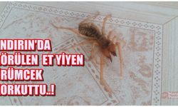 Andırın görülen örümcek korkuttu!
