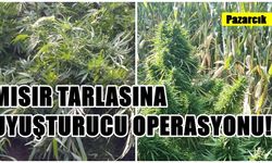 Pazarcık'ta mısır tarlasına uyuşturucu operasyonu!