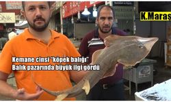 Bu köpek balığı Kahramanmaraş balık pazarında ilgi odağı oldu
