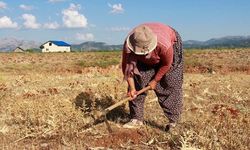 Yöre halkının geçim kaynağı oldu! Kilosu 500 liradan satılıyor