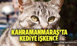 Kahramanmaraş’ta kediye işkence