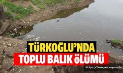 Türkoğlu’nda toplu balık ölümü