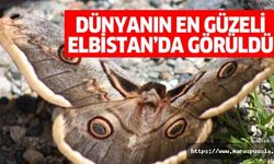 Dünyanın en güzel kelebeği Elbistan’da