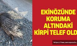 Ekinözü’nde koruma altındaki kirpi telef oldu