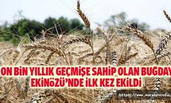 On bin yıllık geçmişe sahip olan buğday Ekinözü’nde ilk kez ekildi