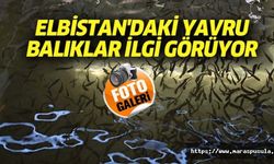 Elbistan'daki yavru balıklar ilgi görüyor