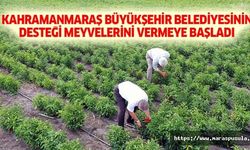 Kahramanmaraş Büyükşehir Belediyesinin desteği meyvelerini vermeye başladı