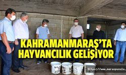 Kahramanmaraş’ta hayvancılık gelişiyor