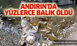 Andırın'da yüzlerce balık öldü