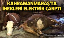 Kahramanmaraş'ta inekleri elektrik çarptı
