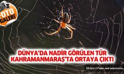 Dünya’da nadir görülen tür Kahramanmaraş’ta ortaya çıktı