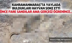 Kahramanmaraş’ta yaylada buldukları hayvan şoke etti, önce fare sandılar ama gerçeği öğrenince...