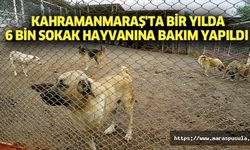 Kahramanmaraş'ta bir yılda 6 bin sokak hayvanına bakım yapıldı
