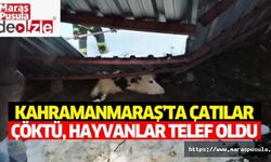 Kahramanmaraş’ta çatılar çöktü, hayvanlar telef oldu