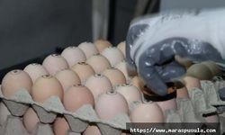 Gezen tavuk yumurtası yalanı, Yumurta üreticisi itiraf etti